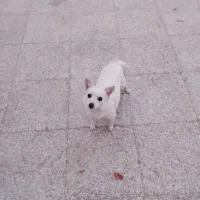 سگ پاکوتاه|سگ|شیراز, گویم|دیوار