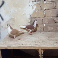 دو جفت کبوتر جفت گاهی|پرنده|زبرخان, |دیوار