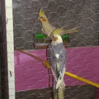 عروس هلندی
