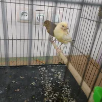 ۲ عدد قناری نر ۵ ماهه