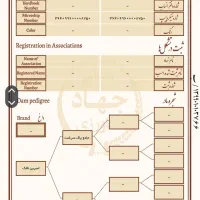 فروش اسب مادیان|اسب و تجهیزات اسبسواری|ماهیدشت, |دیوار