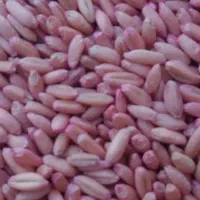 ۵۰۰کیلو گندم بذر آبی