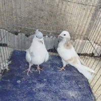 کبوتر|پرنده|بجنورد, |دیوار