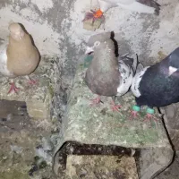 کفتر رنگه|پرنده|مشهد, امین آباد|دیوار