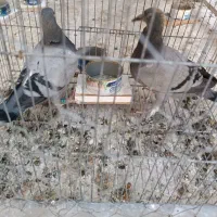جوجه پلاکی