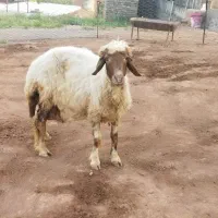 گوسفند و بره