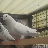 کفترخال پیس|پرنده|تهران, شهرک رضویه|دیوار