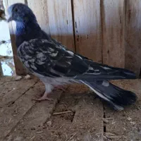 کبوتر طوقی و پرشی|پرنده|جعفرآباد, |دیوار