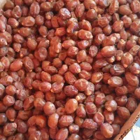 خرمای خاصویی فله کارتن موزی و سطلی