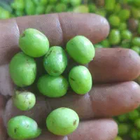 زیتون|خوردنی و آشامیدنی|رشت, منظریه|دیوار