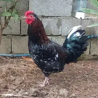 خروس گلین لری