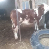 فروش تلیسه سیمینتال قرمز شرابی|حیوانات مزرعه|سیمین شهر, |دیوار