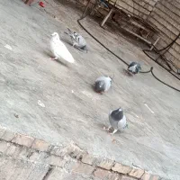 کبوتر|پرنده|دزفول, |دیوار