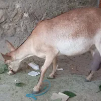 فروش بز بربره