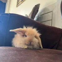 تعدادی خرگوش لوپ اصیل|موش و خرگوش|خمینی‌شهر, |دیوار