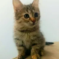 واگذاری بچه گربه