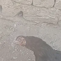 جوجه بوقلمون . بوقِلمون مرغ لارئ|حیوانات مزرعه|نیشابور, رنج آباد|دیوار