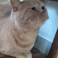 واگذاری گربه|گربه|یزد, |دیوار