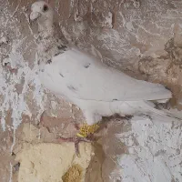 یک جفت سارنروماده