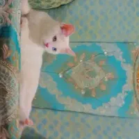 گربه|گربه|یزد, |دیوار