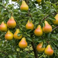 نهال گردو با باردهی بالا فرصت طلایی برای باغداری|خدمات باغبانی و درختکاری|اردبیل, |دیوار