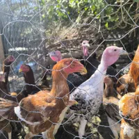 لاری|حیوانات مزرعه|فهرج, |دیوار