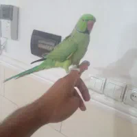 طوطی ملنگو نر دستی سخنگو|پرنده|بم, |دیوار