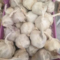 سیر بذری تازه خشک ومرغوب