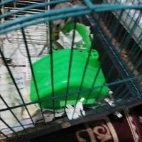 دو عدد همستر|موش و خرگوش|کرمان, |دیوار