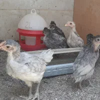 جوجه گلین خالص توسی ۶عدد