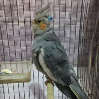 عروس هلندی سرحال