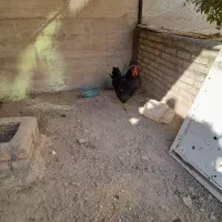 خروس