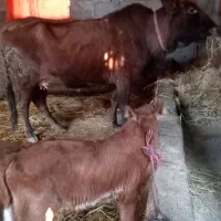 گاو دورگ محلی باگوساله نر|حیوانات مزرعه|شیرگاه, |دیوار