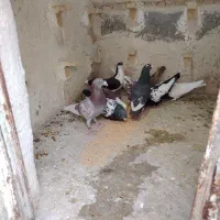 کفتر نر سوراخ زرند