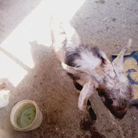 4عدد بز ویک پاچن|حیوانات مزرعه|چابهار, |دیوار