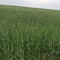 فروش۱۲هکتار زمین کشاورزی آبی دهلران