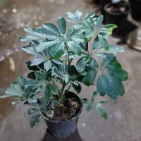 گل های آپارتمانی|گل و گیاه طبیعی|ساوه, |دیوار