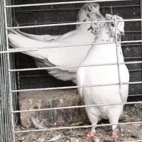 کفتر کبوتر کله دم سبز کله دار سو قدیم|پرنده|تهران, ورزشگاه آزادی|دیوار