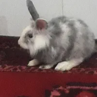خرگوش