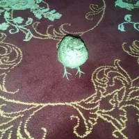 قناری