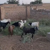۲۸ راس کولار|حیوانات مزرعه|گناباد, |دیوار