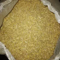 گندم آبی