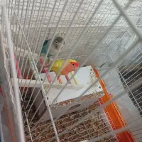 طوطی برزیلی