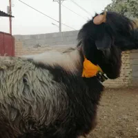 بره نر قوچی   کهره  بز  میش  قوچ|حیوانات مزرعه|شیراز, گویم|دیوار