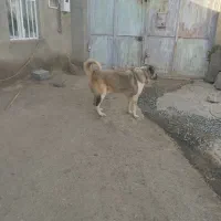 سگ نگهبان