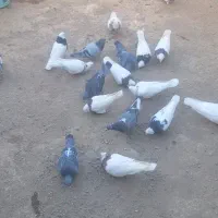 کبوتر|پرنده|سنقر, |دیوار