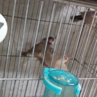 فنچ نرگسی شکلاتی با سه جوجه|پرنده|اهواز, معین زاده|دیوار