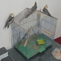 عروس هلندی سالم تمیز