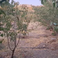 فروش فوری باغ مجهز با اتاق و فنس شرایط چکی|فروش دفتر صنعتی، کشاورزی، تجاری|سامان, |دیوار