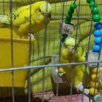 مرغ عشق هلندی با تمام وسایل|پرنده|شیراز, رکن‌آباد|دیوار